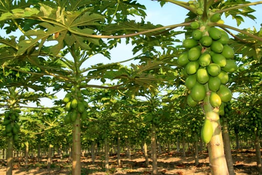 mucuri, bahia / brazil - october 30, 2008: papaya plantation in the city of Mucuri, in southern Bahia.