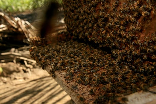 eunapolis, bahia / brazil - may 8, 2009: bees are seen in an apiary hive in the city of Eunapolis, in southern Bahia..