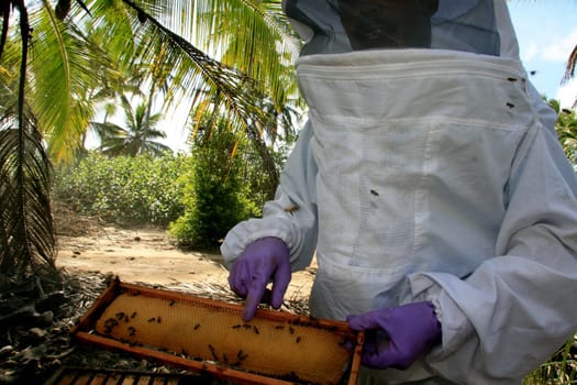 eunapolis, bahia / brazil - may 11, 2009: Beekeeper is seen next to the bee hive in the city of Eunapolis.