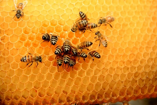 eunapolis, bahia / brazil - may 8, 2009: bees are seen in an apiary hive in the city of Eunapolis, in southern Bahia..