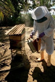eunapolis, bahia / brazil - may 11, 2009: Beekeeper is seen next to the bee hive in the city of Eunapolis.