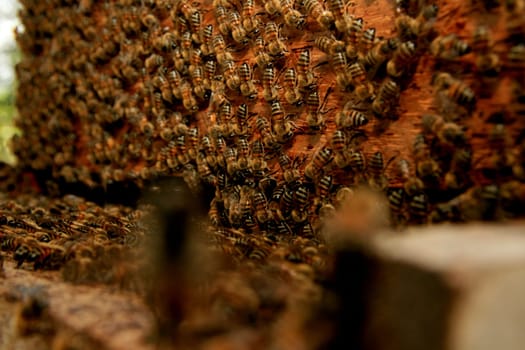 eunapolis, bahia / brazil - may 8, 2009: bees are seen in an apiary hive in the city of Eunapolis, in southern Bahia..
