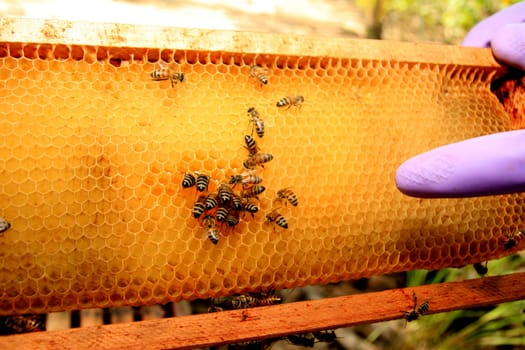 eunapolis, bahia / brazil - may 8, 2009: bees are seen in an apiary hive in the city of Eunapolis, in southern Bahia..