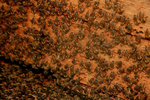 eunapolis, bahia / brazil - may 8, 2009: bees are seen in an apiary hive in the city of Eunapolis, in southern Bahia..