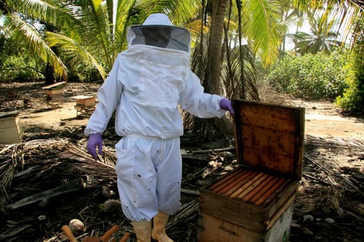 eunapolis, bahia / brazil - may 11, 2009: Beekeeper is seen next to the bee hive in the city of Eunapolis.