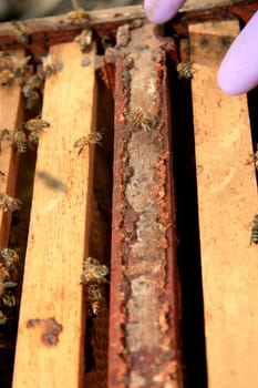 eunapolis, bahia / brazil - may 8, 2009: bees are seen in an apiary hive in the city of Eunapolis, in southern Bahia..