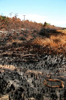 porto seguro, bahia / brazil - february 16, 2009: area devastated by fire in native forest in the city of Porto Seguro, in the south of Bahia.