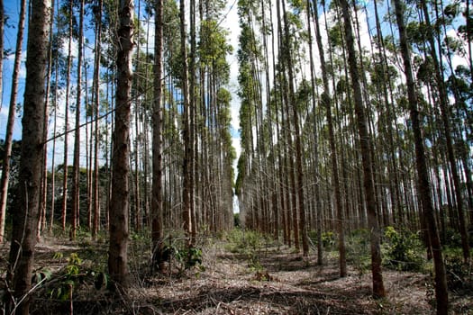 eunapolis, bahia / brazil - july 30, 2008: eucalyptus tree plantation for pulp production in a factory in the city of Eunapolis.
