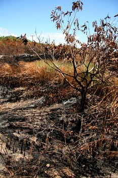 porto seguro, bahia / brazil - february 16, 2009: area devastated by fire in native forest in the city of Porto Seguro, in the south of Bahia.