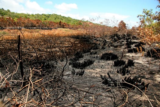 porto seguro, bahia / brazil - february 16, 2009: area devastated by fire in native forest in the city of Porto Seguro, in the south of Bahia.