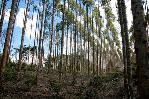 eunapolis, bahia / brazil - july 30, 2008: eucalyptus tree plantation for pulp production in a factory in the city of Eunapolis.