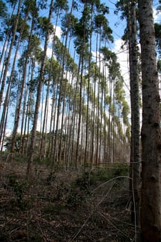 eunapolis, bahia / brazil - july 30, 2008: eucalyptus tree plantation for pulp production in a factory in the city of Eunapolis.
