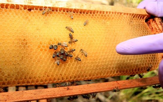 eunapolis, bahia / brazil - may 8, 2009: bees are seen in an apiary hive in the city of Eunapolis, in southern Bahia..