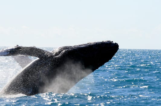 caravelas, bahia / brazil - august 1, 2010: fins of junbarte whales are seen during a tour to spot animals in the city of caravelas.