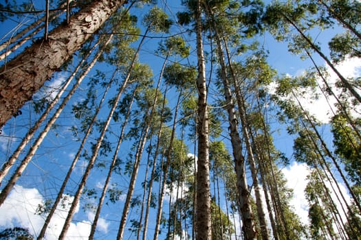 eunapolis, bahia / brazil - july 30, 2008: eucalyptus tree plantation for pulp production in a factory in the city of Eunapolis.