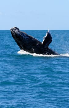 caravelas, bahia / brazil - august 1, 2010: fins of junbarte whales are seen during a tour to spot animals in the city of caravelas.