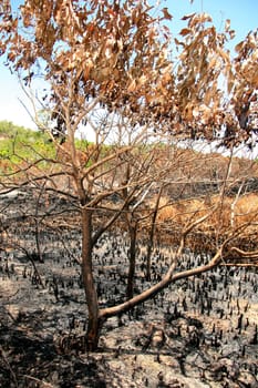 porto seguro, bahia / brazil - february 16, 2009: area devastated by fire in native forest in the city of Porto Seguro, in the south of Bahia.
