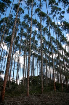 eunapolis, bahia / brazil - july 30, 2008: eucalyptus tree plantation for pulp production in a factory in the city of Eunapolis.