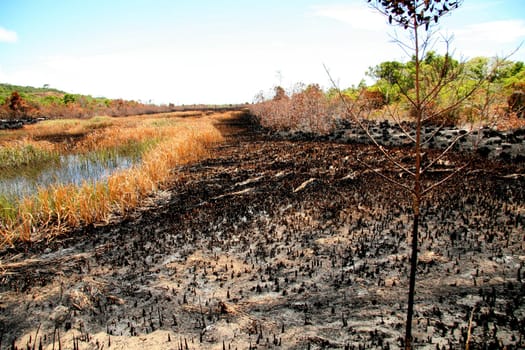 porto seguro, bahia / brazil - february 16, 2009: area devastated by fire in native forest in the city of Porto Seguro, in the south of Bahia.