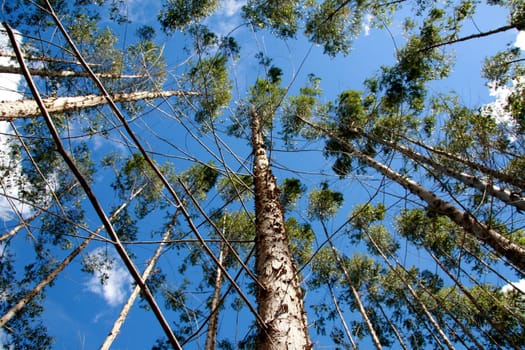 eunapolis, bahia / brazil - july 30, 2008: eucalyptus tree plantation for pulp production in a factory in the city of Eunapolis.