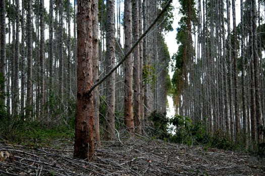 eunapolis, bahia / brazil - july 30, 2008: eucalyptus tree plantation for pulp production in a factory in the city of Eunapolis.