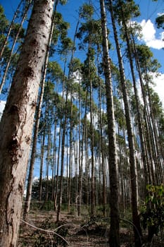 eunapolis, bahia / brazil - july 30, 2008: eucalyptus tree plantation for pulp production in a factory in the city of Eunapolis.