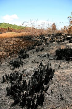 porto seguro, bahia / brazil - february 16, 2009: area devastated by fire in native forest in the city of Porto Seguro, in the south of Bahia.