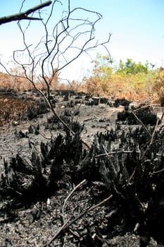 porto seguro, bahia / brazil - february 16, 2009: area devastated by fire in native forest in the city of Porto Seguro, in the south of Bahia.