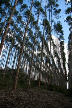 eunapolis, bahia / brazil - july 30, 2008: eucalyptus tree plantation for pulp production in a factory in the city of Eunapolis.