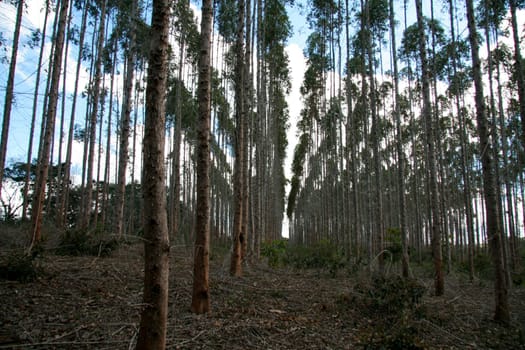 eunapolis, bahia / brazil - july 30, 2008: eucalyptus tree plantation for pulp production in a factory in the city of Eunapolis.