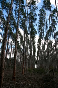eunapolis, bahia / brazil - july 30, 2008: eucalyptus tree plantation for pulp production in a factory in the city of Eunapolis.