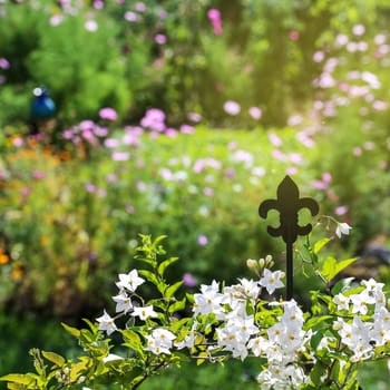 A wonderful summer day in the garden.