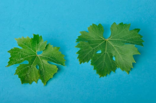 Vine leaves on a blue background