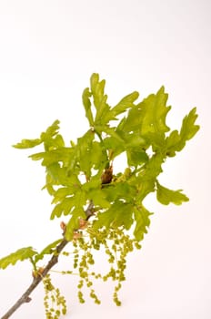 Flowering oak on a white background