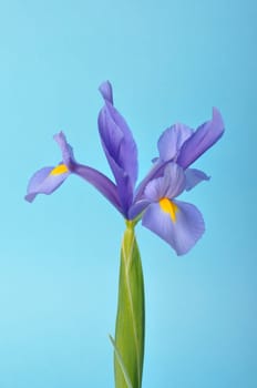 leaf iris in sword on a blue background