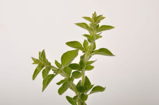 oregano on a white background