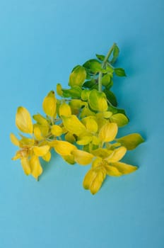 Golden oregano on blue background