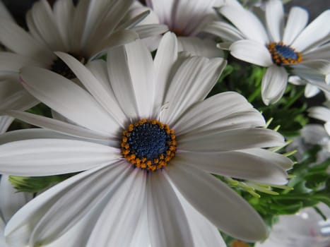 Beautiful flowers of intense colors and of great beauty
