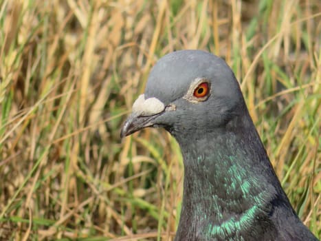 beautiful pigeon posing for photo with intense colors