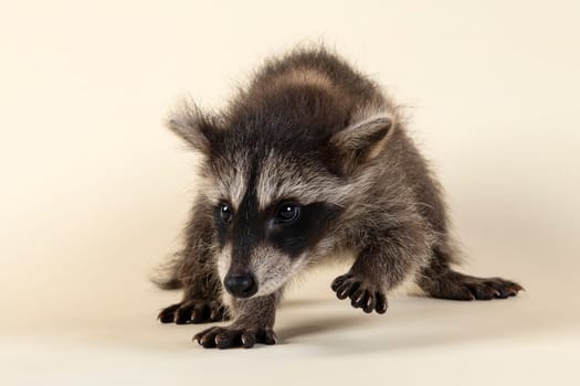Raccoon (Procyon lotor),frontal,running,looking to the side,juvenile,captive,8 weeks,studio shot