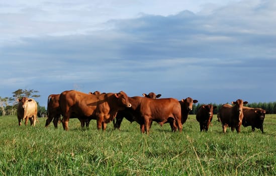 eunapolis, bahia / brazil - june 8, 2009: cattle ranching on the farm in the city of Eunapolis, in southern Bahia....
