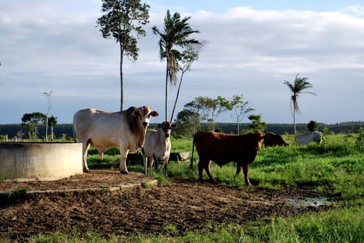 eunapolis, bahia / brazil - june 8, 2009: cattle ranching on the farm in the city of Eunapolis, in southern Bahia....