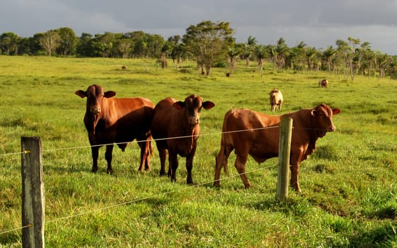 eunapolis, bahia / brazil - june 8, 2009: cattle ranching on the farm in the city of Eunapolis, in southern Bahia....