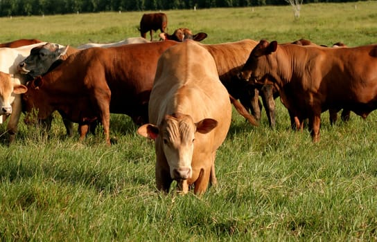 eunapolis, bahia / brazil - june 8, 2009: cattle ranching on the farm in the city of Eunapolis, in southern Bahia....