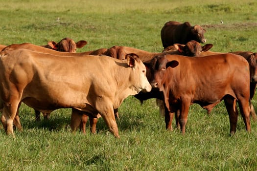 eunapolis, bahia / brazil - june 8, 2009: cattle ranching on the farm in the city of Eunapolis, in southern Bahia....
