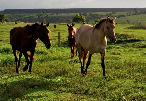 eunapolis, bahia / brazil - june 8, 2009: horses are seen on a farm in the city of Eunapolis, in southern Bahia.