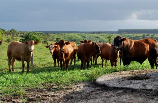 eunapolis, bahia / brazil - june 8, 2009: cattle ranching on the farm in the city of Eunapolis, in southern Bahia....