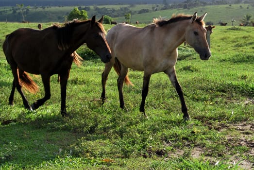 eunapolis, bahia / brazil - june 8, 2009: horses are seen on a farm in the city of Eunapolis, in southern Bahia.