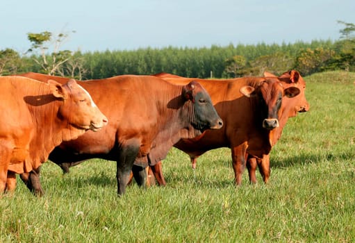 eunapolis, bahia / brazil - june 8, 2009: cattle ranching on the farm in the city of Eunapolis, in southern Bahia....