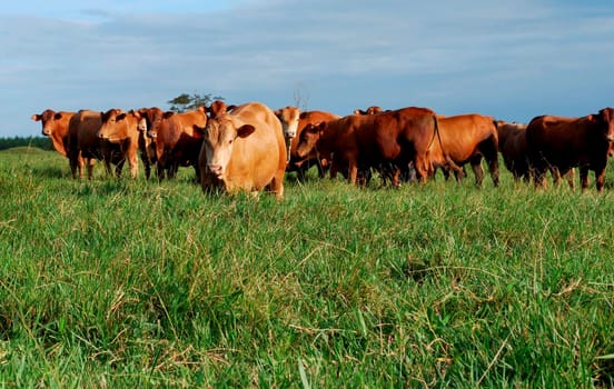 eunapolis, bahia / brazil - june 8, 2009: cattle ranching on the farm in the city of Eunapolis, in southern Bahia....